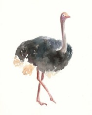 στρουθοκάμηλος