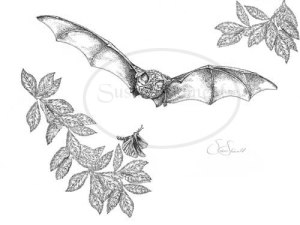 bat1