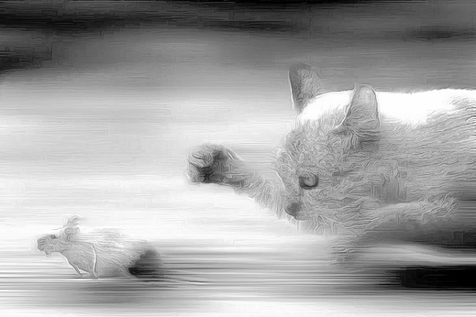 cat-mouse