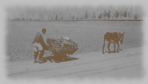 γεωπόνος, γάιδαρος, βόδι