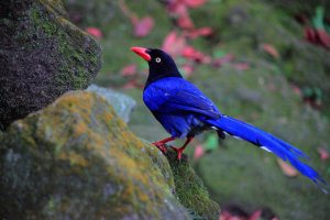 Μπλε καρακάξα