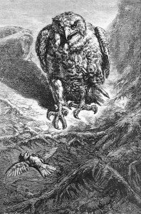 Γκραβούρα του Ernest Griset (1844-1907) με τίτλο «hawk and nightingale» εμπνευσμένος από τον μύθο του Αισώπου «Γεράκι και αηδόνι»